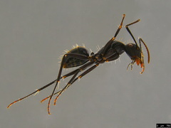 Camponotus aeneopilosus