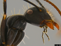 Camponotus aeneopilosus