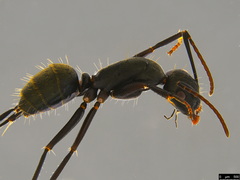 Camponotus aeneopilosus