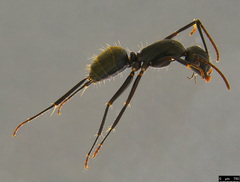 Camponotus aeneopilosus