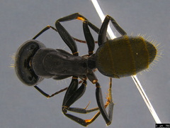 Camponotus aeneopilosus