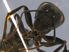 Camponotus aeneopilosus