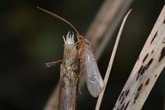 Limnephilini