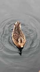 Anas platyrhynchos