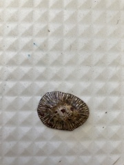 Siphonaria pectinata