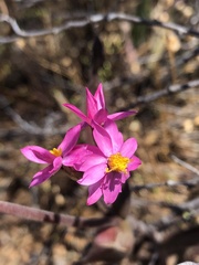 Schoenia
