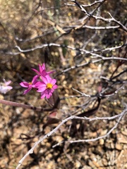 Schoenia
