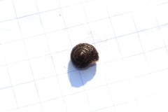 Pseudotrichia rubiginosa