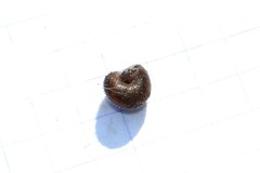 Pseudotrichia rubiginosa