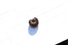 Pseudotrichia rubiginosa