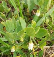 Salpichroa origanifolia