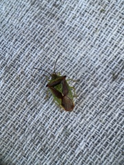 Acanthosoma haemorrhoidale