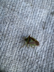 Acanthosoma haemorrhoidale