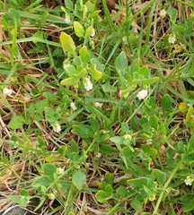 Salpichroa origanifolia