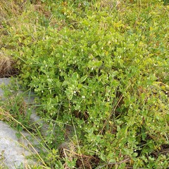 Salpichroa origanifolia