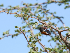 Sternocera hildebrandti