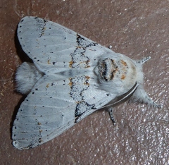 Furcula nivea