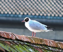 Chroicocephalus ridibundus