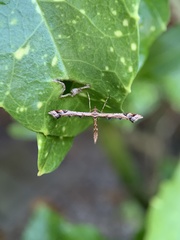 Amblyptilia acanthadactyla