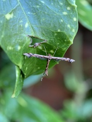 Amblyptilia acanthadactyla