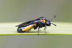 Pseudopachylosticta subflavata