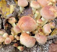 Hypholoma lateritium