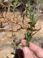 Acacia gittinsii