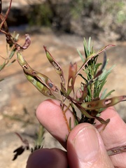 Acacia gittinsii
