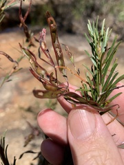 Acacia gittinsii