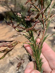 Acacia gittinsii