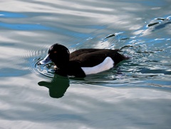 Aythya fuligula
