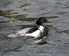 Mergus merganser
