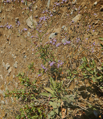 Limonium graecum