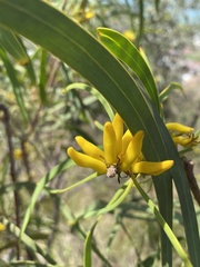 Persoonia falcata