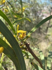 Persoonia falcata