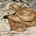 Yellow Rat Snake - Photo (c) Todd Pierson, some rights reserved (CC BY-NC-SA)