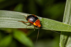 Hemithyrsocera palliata