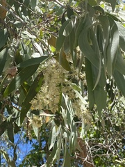 Melaleuca leucadendra