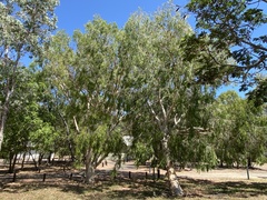 Melaleuca leucadendra