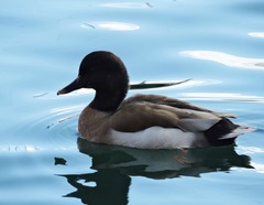 Anas platyrhynchos × Netta rufina