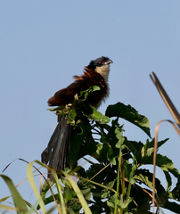 Centropus senegalensis