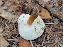 Hypomyces chrysospermus