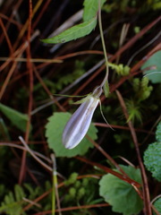 Adenophora morrisonensis