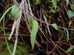 Adenophora morrisonensis