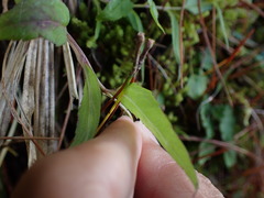 Adenophora morrisonensis