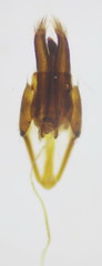 Dermestes mustelinus