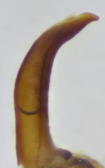 Dermestes mustelinus