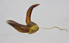 Dermestes mustelinus