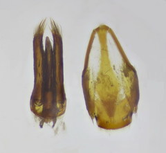 Dermestes mustelinus