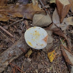 Hypomyces chrysospermus